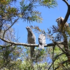 Podargus strigoides at Murrumbateman, NSW - 9 Dec 2024