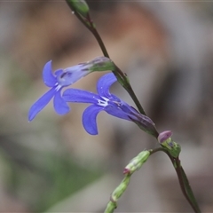 Lobelia simplicicaulis at Tharwa, ACT - 2 Jan 2025 by RAllen
