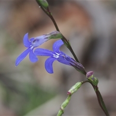 Lobelia simplicicaulis at Tharwa, ACT - 1 Jan 2025 by RAllen