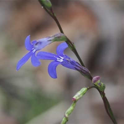 Lobelia simplicicaulis at Tharwa, ACT - 2 Jan 2025 by RAllen