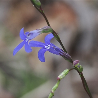 Lobelia simplicicaulis at Tharwa, ACT - 1 Jan 2025 by RAllen