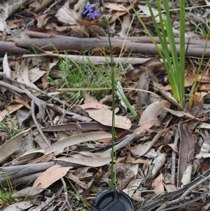 Lobelia simplicicaulis at Tharwa, ACT - 2 Jan 2025 10:45 AM