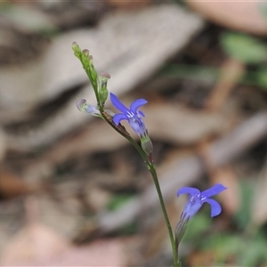 Lobelia simplicicaulis at Tharwa, ACT - 2 Jan 2025 10:45 AM