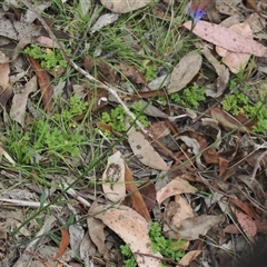 Lobelia simplicicaulis at Tharwa, ACT - 2 Jan 2025 10:45 AM