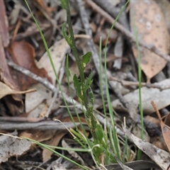 Lobelia simplicicaulis at Tharwa, ACT - 2 Jan 2025 10:45 AM