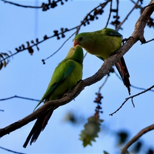 Polytelis swainsonii (Superb Parrot) at Hughes, ACT by LisaH