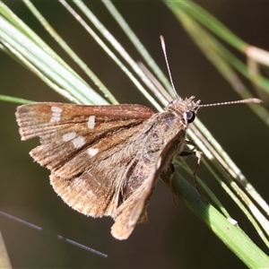 Toxidia parvula (Banded Grass-skipper) at Mongarlowe, NSW by LisaH