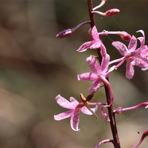 Dipodium roseum at Mongarlowe, NSW - 1 Jan 2025