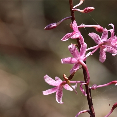 Dipodium roseum (Rosy Hyacinth Orchid) at Mongarlowe, NSW - 1 Jan 2025 by LisaH