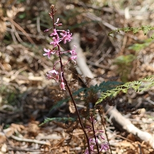 Dipodium roseum at Mongarlowe, NSW - 1 Jan 2025