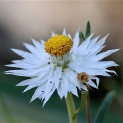 Helichrysum leucopsideum (Satin Everlasting) at Mongarlowe, NSW - 1 Jan 2025 by LisaH