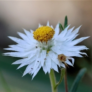 Helichrysum leucopsideum at Mongarlowe, NSW - suppressed