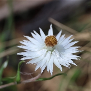 Helichrysum leucopsideum at Mongarlowe, NSW - suppressed