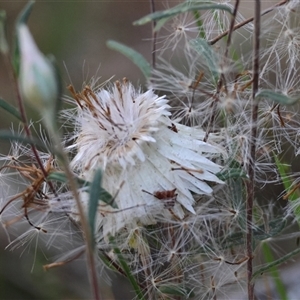 Helichrysum leucopsideum at Mongarlowe, NSW - suppressed