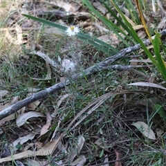 Helichrysum leucopsideum at Mongarlowe, NSW - suppressed