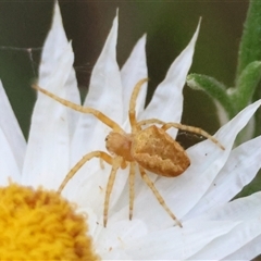 Unidentified Spider at Mongarlowe, NSW - 1 Jan 2025 by LisaH