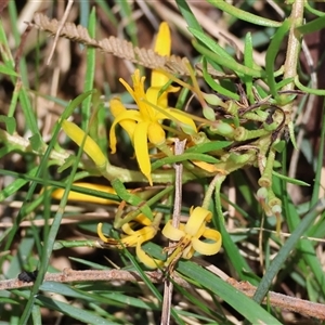 Persoonia chamaepeuce (Dwarf Geebung) at Mongarlowe, NSW by LisaH