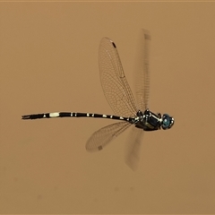 Parasynthemis regina (Royal Tigertail) at Mongarlowe, NSW - 1 Jan 2025 by LisaH