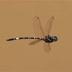 Parasynthemis regina at Mongarlowe, NSW - suppressed