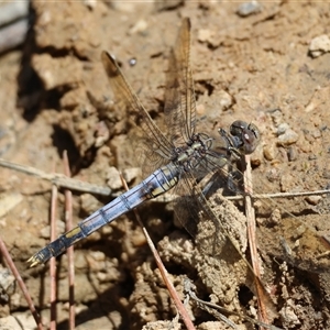 Orthetrum caledonicum at Mongarlowe, NSW - suppressed