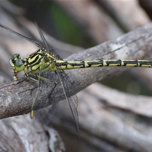 Austrogomphus guerini at Mongarlowe, NSW - suppressed