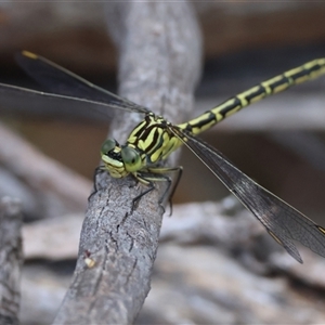 Austrogomphus guerini at Mongarlowe, NSW - suppressed