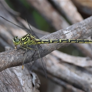 Austrogomphus guerini at Mongarlowe, NSW - suppressed