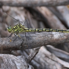 Austrogomphus guerini at Mongarlowe, NSW - suppressed