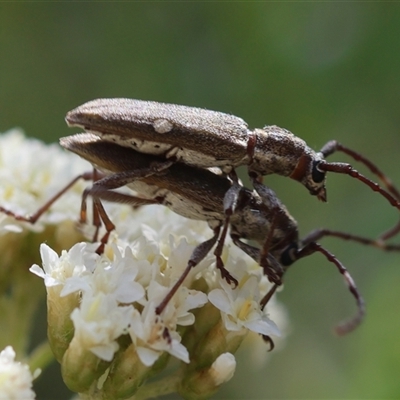 Pempsamacra pygmaea (Longhorn beetle) at Mongarlowe, NSW - 1 Jan 2025 by LisaH