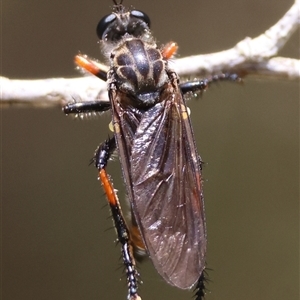 Dasypogoninae (subfamily) (Unidentified dasypogonine robber fly) at Mongarlowe, NSW by LisaH