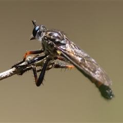 Dasypogoninae (subfamily) at Mongarlowe, NSW - suppressed