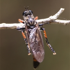 Dasypogoninae (subfamily) at Mongarlowe, NSW - suppressed