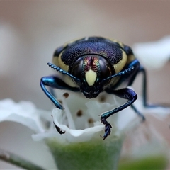 Castiarina octospilota (A Jewel Beetle) at Mongarlowe, NSW - 1 Jan 2025 by LisaH