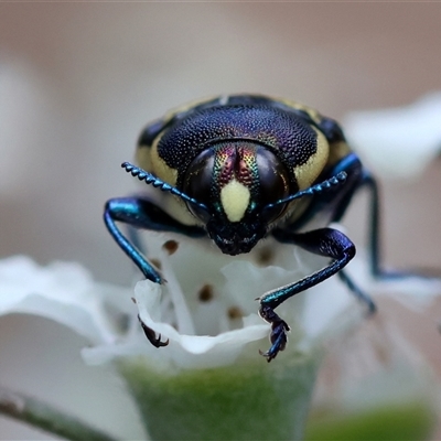 Castiarina octospilota (A Jewel Beetle) at Mongarlowe, NSW - 1 Jan 2025 by LisaH