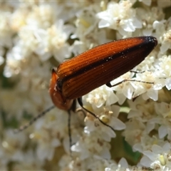 Elateridae (family) (Unidentified click beetle) at Mongarlowe, NSW - 1 Jan 2025 by LisaH