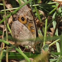 Junonia villida at Bonython, ACT - 4 Jan 2025 by RodDeb