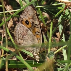 Junonia villida at Bonython, ACT - 4 Jan 2025 11:23 AM