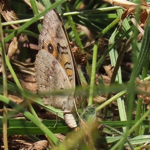 Junonia villida at Bonython, ACT - 4 Jan 2025 11:23 AM