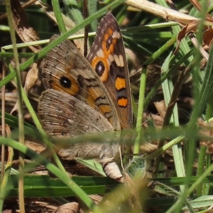 Junonia villida at Bonython, ACT - 4 Jan 2025