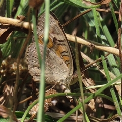 Junonia villida at Bonython, ACT - 4 Jan 2025 11:23 AM