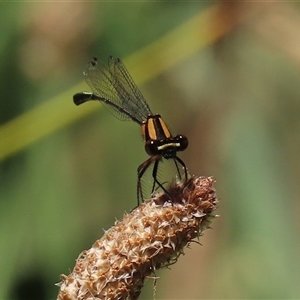 Nososticta solida (Orange Threadtail) at Bonython, ACT by RodDeb