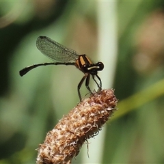 Nososticta solida at Bonython, ACT - 4 Jan 2025