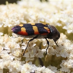 Castiarina sexplagiata (Jewel beetle) at Mongarlowe, NSW - 1 Jan 2025 by LisaH