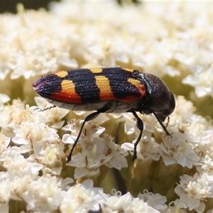 Castiarina sexplagiata at Mongarlowe, NSW - 1 Jan 2025