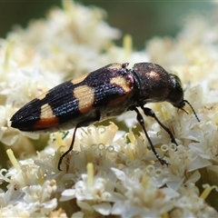 Castiarina sexplagiata at Mongarlowe, NSW - 1 Jan 2025