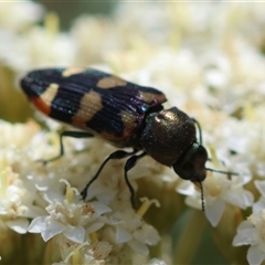 Castiarina sexplagiata at Mongarlowe, NSW - 1 Jan 2025