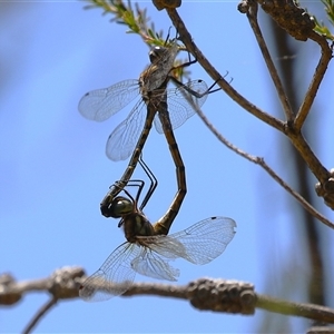 Hemicordulia australiae (Australian Emerald) at Bonython, ACT by RodDeb