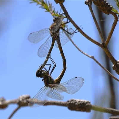 Hemicordulia australiae (Australian Emerald) at Bonython, ACT - 4 Jan 2025 by RodDeb