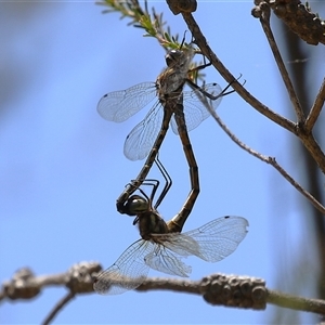 Hemicordulia australiae at Bonython, ACT - 4 Jan 2025 11:44 AM