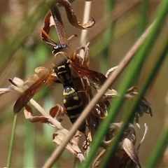 Polistes (Polistes) chinensis at Bonython, ACT - 4 Jan 2025 by RodDeb